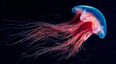 El genoma de una medusa inmortal abre la puerta a la lucha contra el envejecimiento
