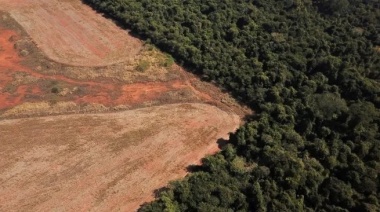 La Tierra pierde una selva del tamaño de una cancha de fútbol cada 5 segundos