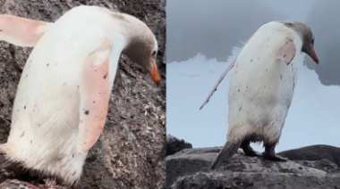 Blanco como la nieve: Avistan raro pingüino despigmentado en la Antártida