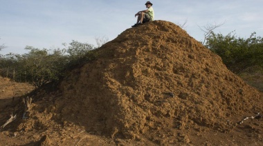 Un nido de termitas del tamaño de Gran Bretaña y de miles de años de antigüedad asombra a Brasil