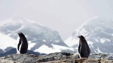 Conservación insuficiente en la Antártida para evitar el declive de la biodiversidad