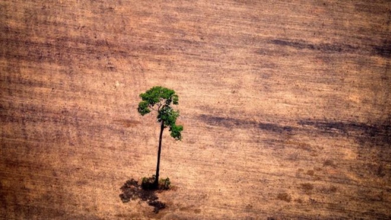 Un estudio muestra que las plantas se están extinguiendo dos veces más rápido que el resto de las especies