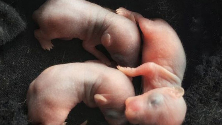Qué son los "humanimales"