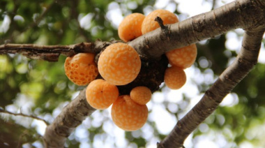 El Pan de Indio-Digueñe-potencial antioxidante y neuroprotector frente al Alzheimer
