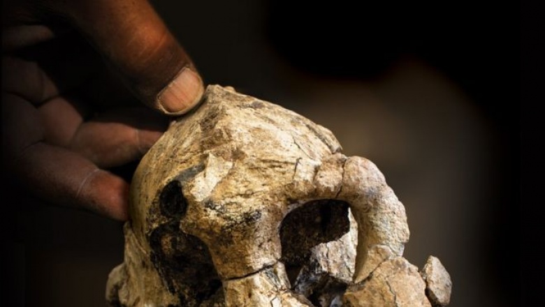 Evolución humana: el intrigante hallazgo de un cráneo que cuestiona las ideas sobre nuestros ancestros