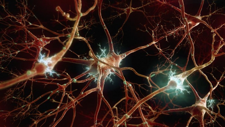 La falta de sueño perturba las conexiones entre neuronas