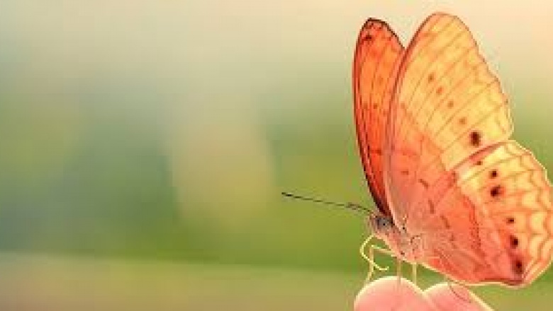 Descubrieron propiedades antiinflamatorias en la enzima que permite el vuelo de la mariposa