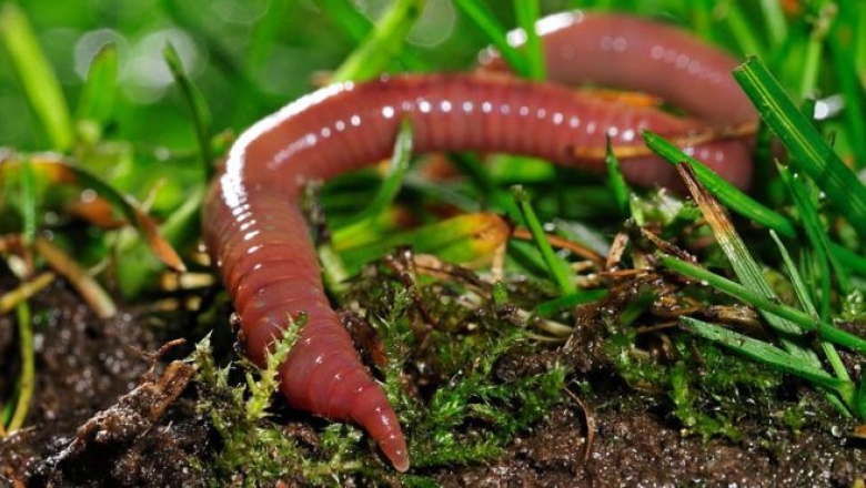 Por qué la lombriz de tierra es uno de los animales más importantes del planeta