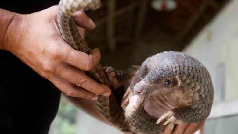 El pangolín, el exótico animal que podría ser clave en la transmisión del coronavirus