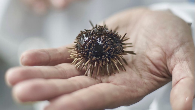 Científicos de Chubut hallaron una molécula en erizos de mar que podría combatir la pandemia