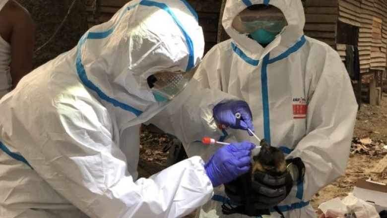 Los "cazadores de virus", los científicos que estudian murciélagos por el todo mundo para prevenir futuras pandemias