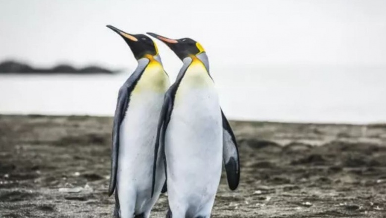 Pingüinos. El extraño descubrimiento que dejó atónito a un grupo de científicos