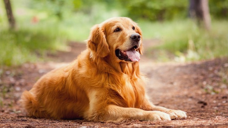 Las 10 razas de perros más inteligentes
