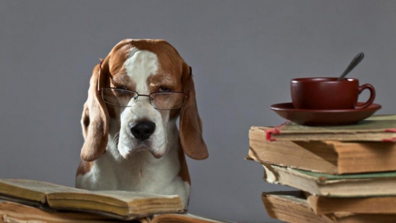Los perros tienen personalidad y cambia con los años