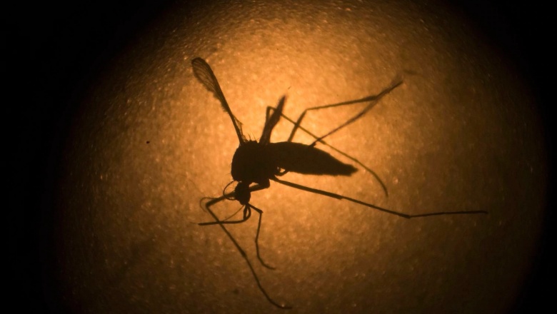 Aprueban un plan para liberar 750 millones de mosquitos transgénicos en Estados Unidos