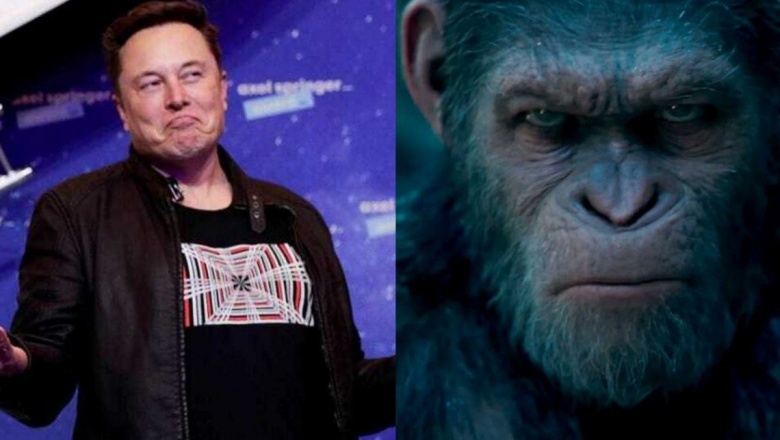 Elon Musk le implantó un chip en la cabeza a un mono