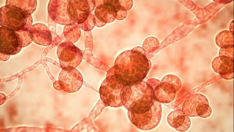 Candida auris, el otro hongo resistente a los antibióticos que amenaza la recuperación de los pacientes con covid-19 en India