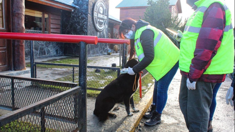 El Municipio de Tolhuin sigue trabajando en una solución a la problemática de perros sueltos
