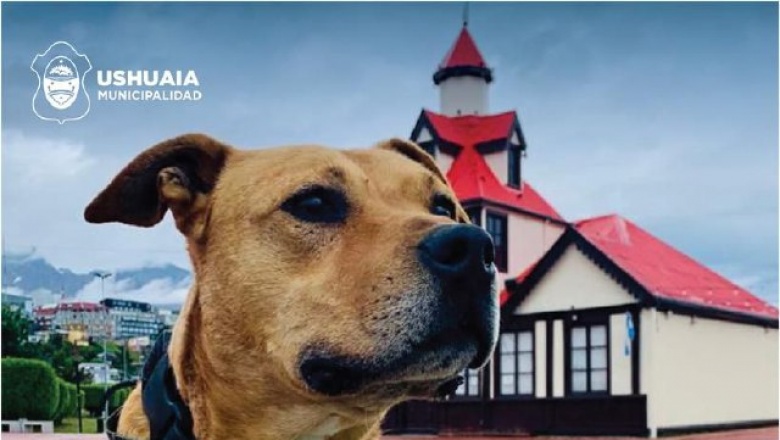 Zoonosis mas cerca: Este jueves en Barrio Bahía Golondrina