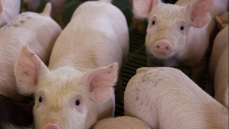 Argentina declara la alerta sanitaria por el avance de la Peste Porcina Africana