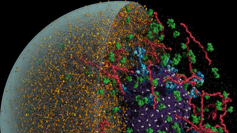 Mira al coronavirus en una gota minúscula