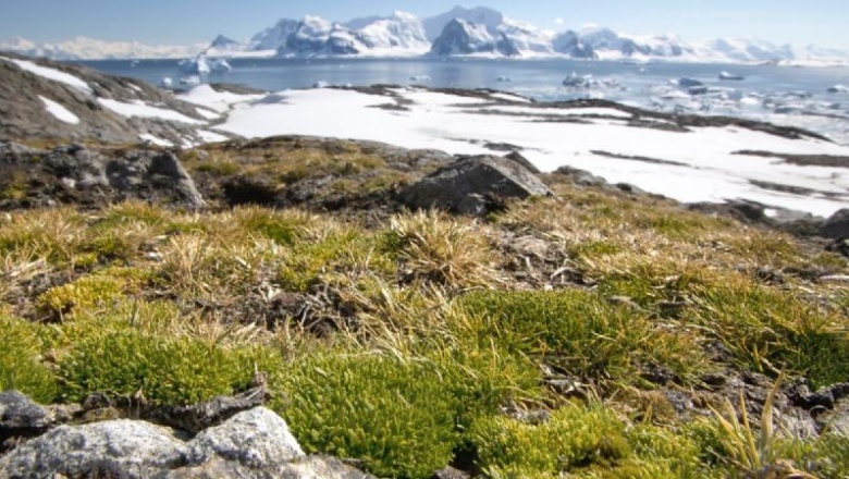 Las plantas nativas de la Antártida crecen como nunca antes: Cuál es el enorme cambio que evidencian