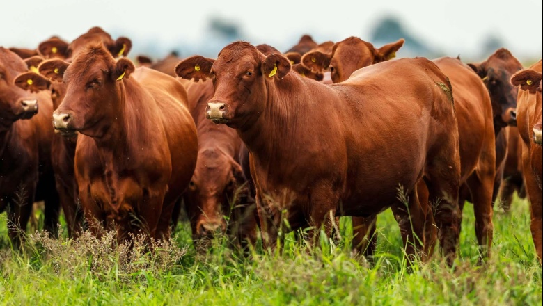 El consumo de carne artificial podría reducir el calentamiento global