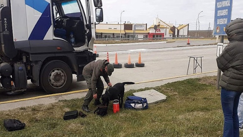 Aduana y Gendarmería confirmaron que el cargamento de cocaína detectado la semana pasada era “de máxima pureza”