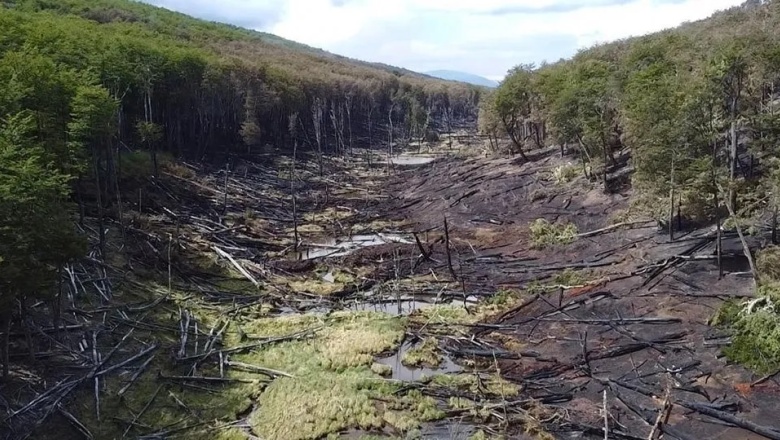 “El bosque se va a recuperar, va a tardar décadas y en algunos casos centurias”