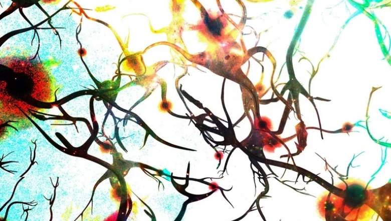 Inflamación y envejecimiento cerebral: Cuáles son los nuevos hallazgos de la ciencia sobre esta relación