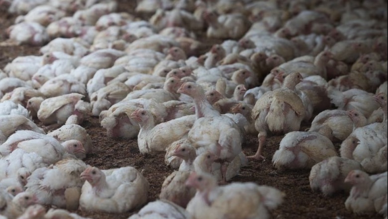 Alerta máxima en Argentina por la gripe aviar