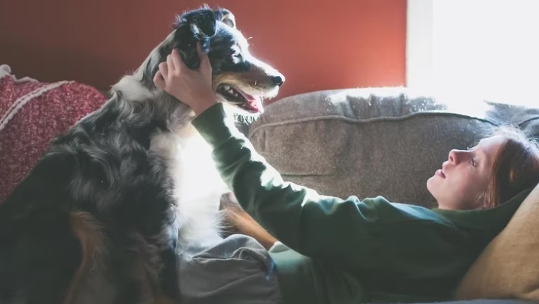 Los riesgos de humanizar a los perros y los gatos