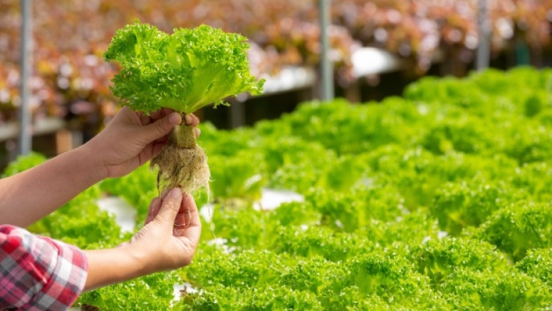"Soberanía alimentaria": Valor agregado y empleos verdes locales