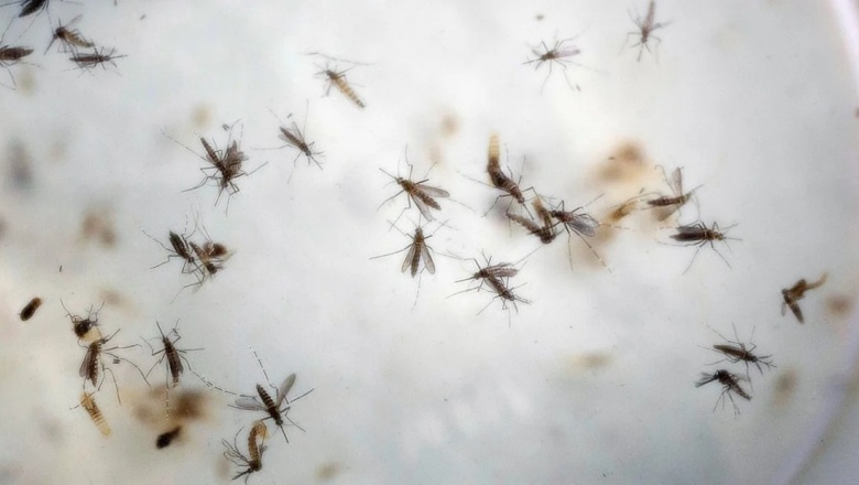 Dengue récord: hasta cuándo se queda el mosquito, a qué hora pica y dónde se esconde