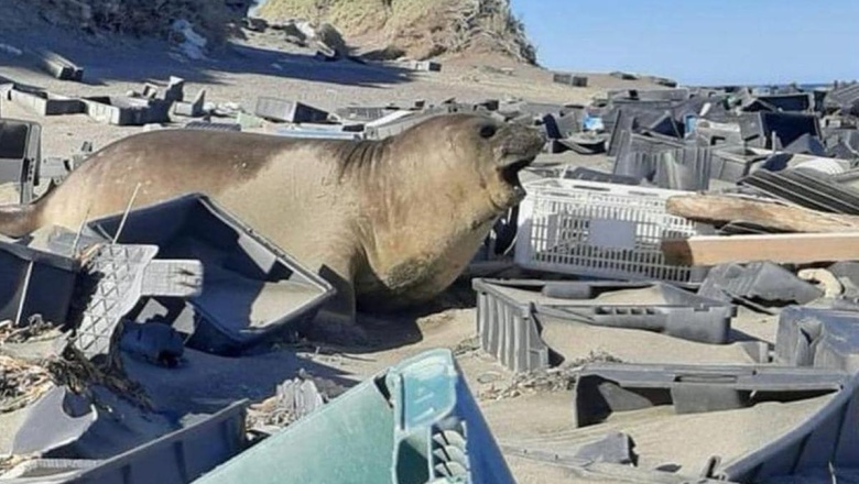 Los desechos encontrados a orillas de la Península Valdés son de la flota pesquera