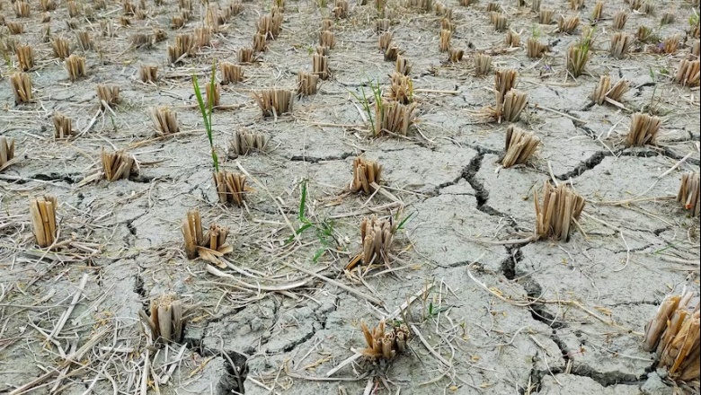 Un nuevo fenómeno El Niño ya empezó: por qué este año es más preocupante y cómo puede impactar en América del Sur