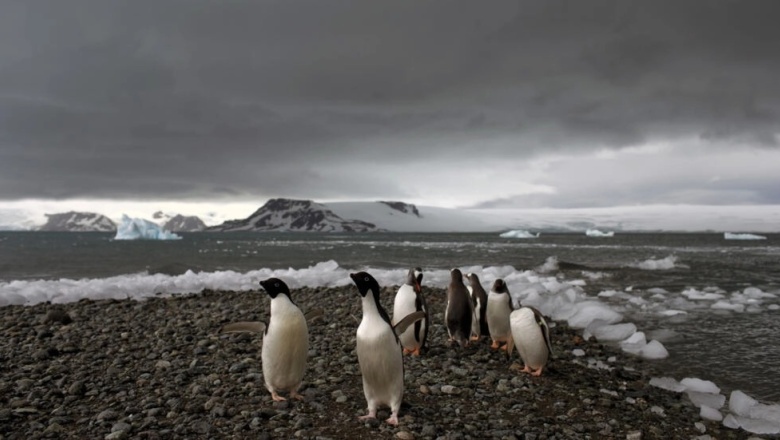 Antártida: temperaturas récord y derretimiento de la banquisa ponen en riesgo el clima global.