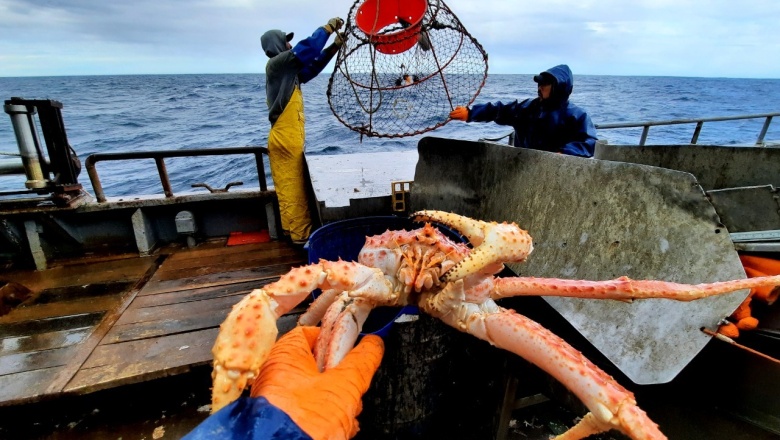 La falta de centollas en Tierra del Fuego: causas y consecuencias