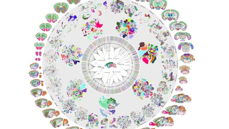 El primer mapa completo del cerebro de un mamífero explica qué nos hace humanos