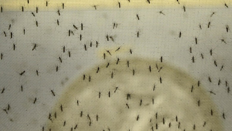La invasión de mosquitos en el AMBA es de la especie vectora de la encefalitis equina