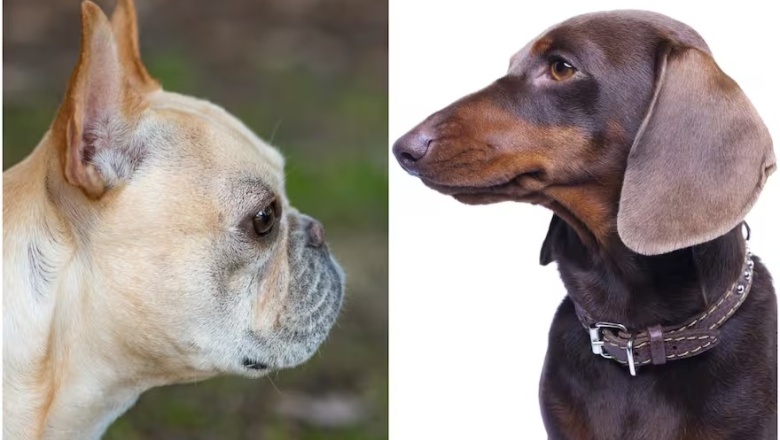 ¿Cuánto vivirá tu perro? Un nuevo estudio revela vínculos entre la fisonomía de las razas y el riesgo de muerte temprana