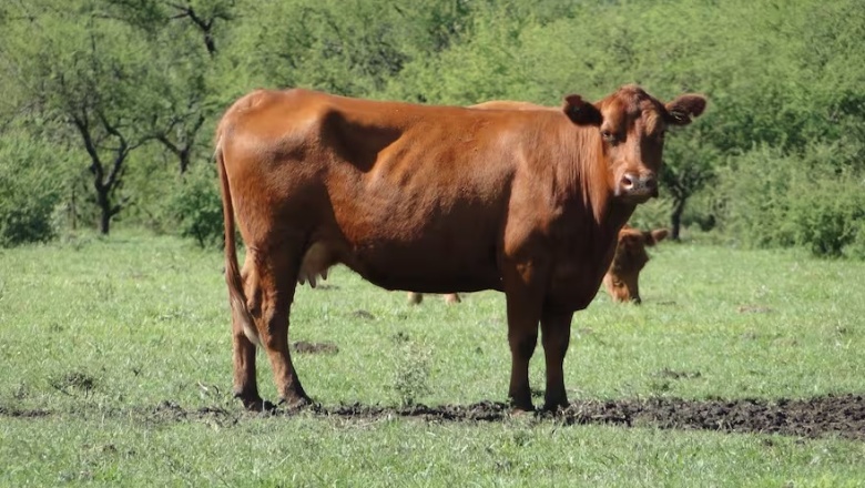 Certificaron en la Argentina la primera producción de carne vacuna carbono negativo del mundo