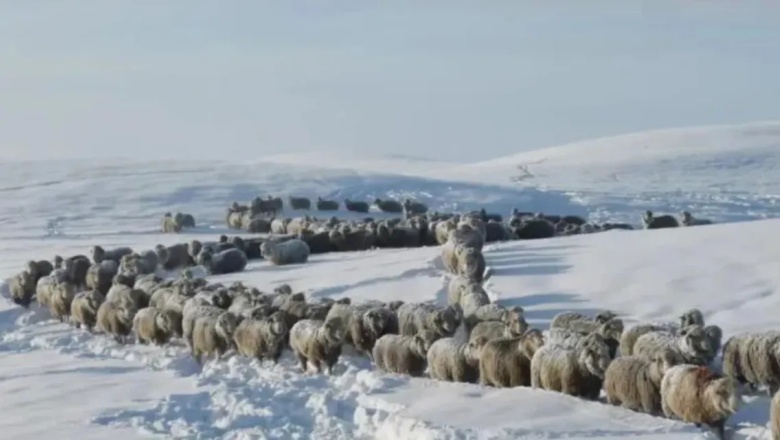 Santa Cruz: fuertes nevadas cubren los animales por completo