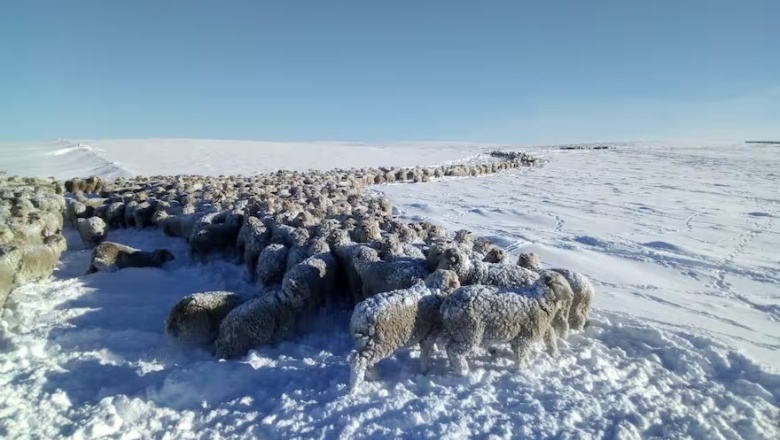 “Esto es una catástrofe”: llegaron los primeros camiones con alfalfa para tratar de salvar a miles de animales en jaque por la nieve en el sur