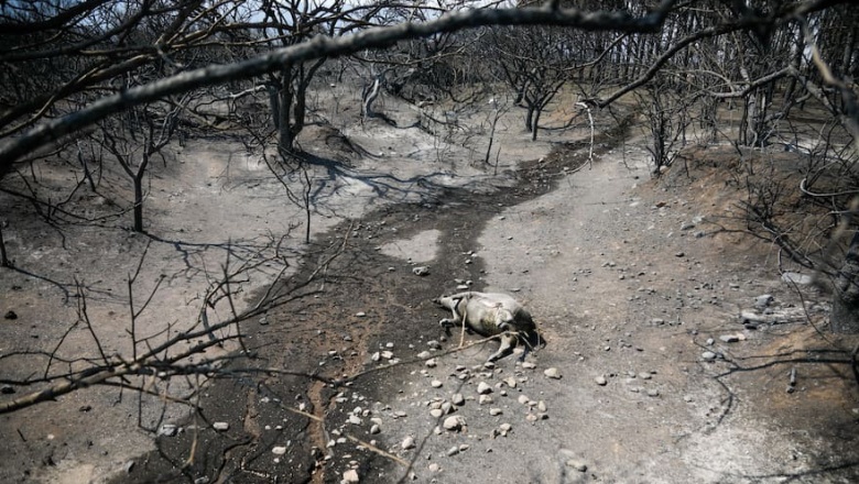 Córdoba:  Animales muertos e imágenes desoladoras en un campo arrasado por el fuego
