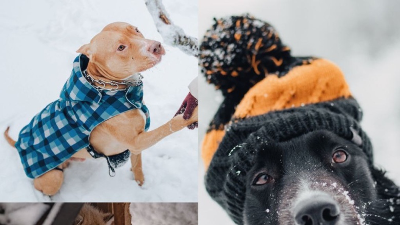 Nuestras mascotas también sufren el invierno