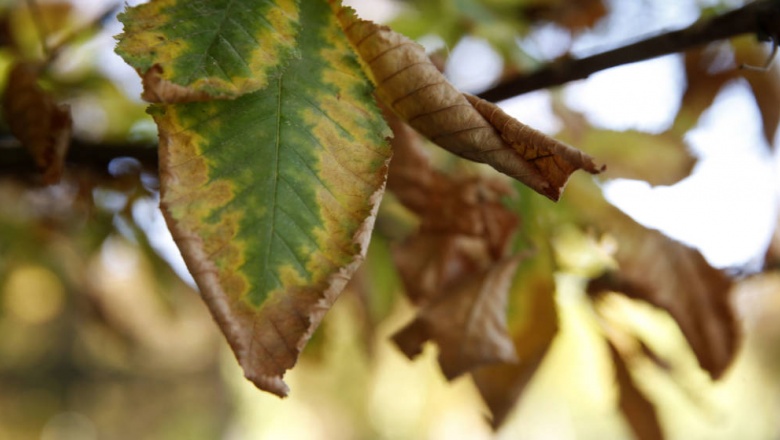 Así será el otoño del futuro: la ciencia hará que todas las hojas se caigan a la vez