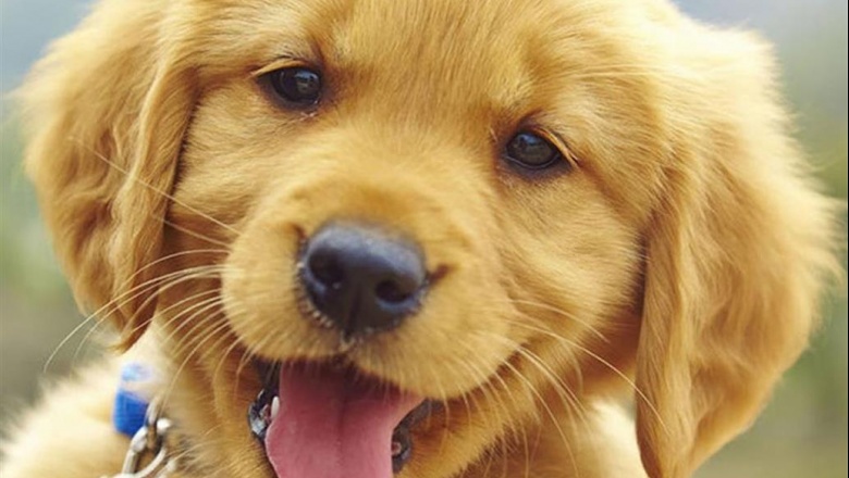 Una investigación demuestra que los perros se esfuerzan por entendernos