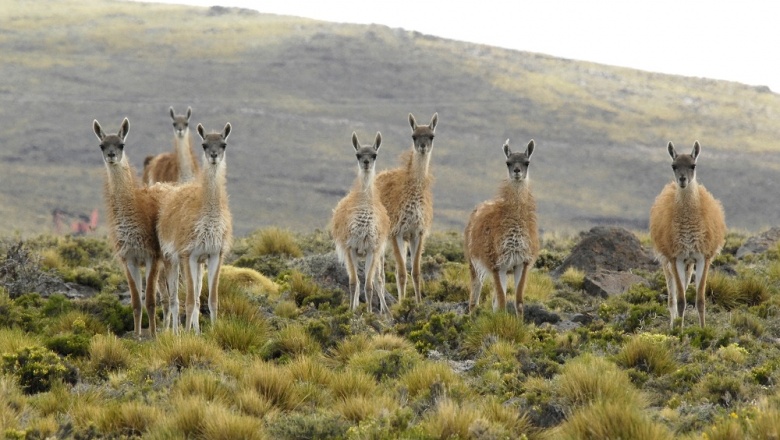 Bertone vetó la ley que habilitaba la caza indiscriminada de guanaco