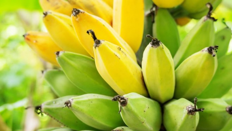 Holanda logró su primera cosecha de banano sin usar tierra
